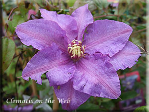 Clematis photograph