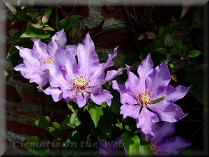 Clematis photograph