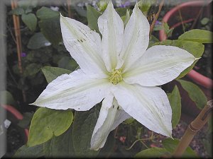 Clematis photograph