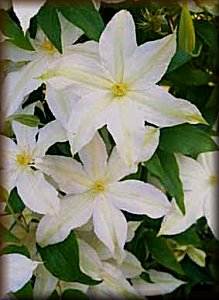 Clematis photograph