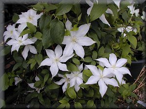 Clematis photograph