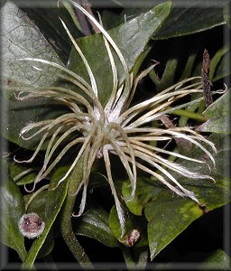 Clematis photograph