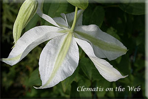 Clematis photograph