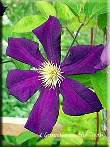 Clematis photograph