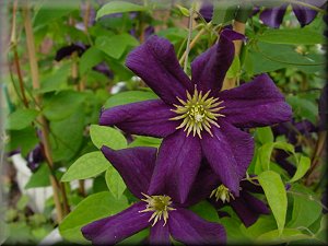 Clematis photograph