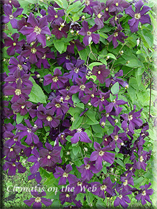 Clematis photograph