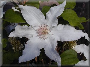 Clematis photograph