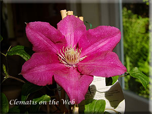 Clematis photograph