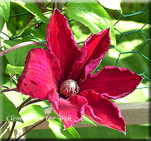 Clematis photograph