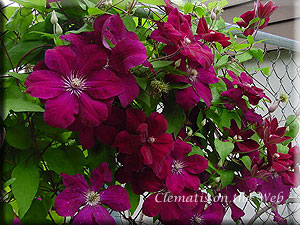 Clematis photograph