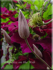 Clematis photograph