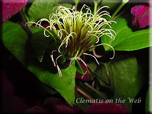 Clematis photograph