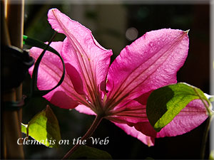 Clematis photograph