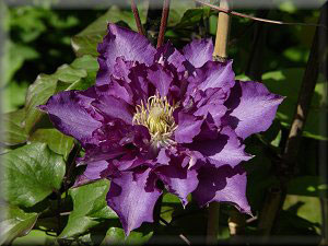 Clematis photograph