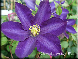 Clematis photograph