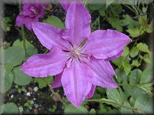 Clematis photograph