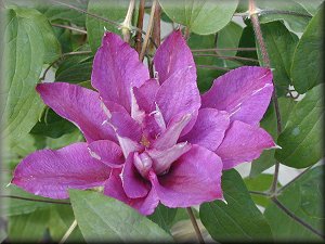 Clematis photograph