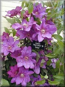 Clematis photograph