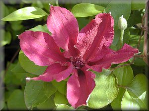 Clematis photograph