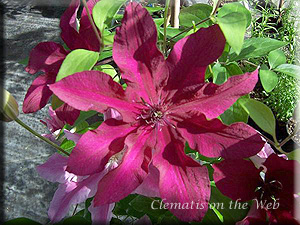 Clematis photograph