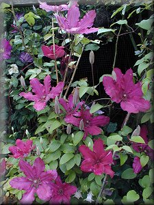 Clematis photograph