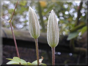 Clematis photograph