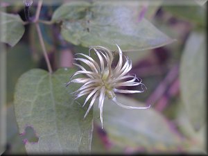 Clematis photograph