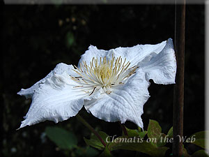 Clematis photograph