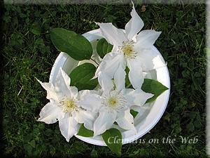 Clematis photograph