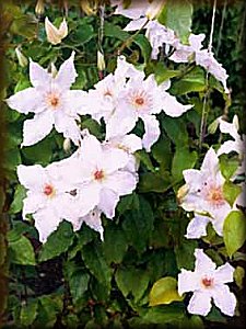 Clematis photograph