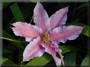 Clematis photograph