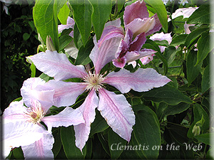 Clematis photograph