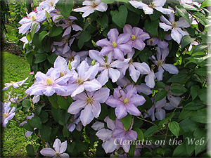 Clematis photograph