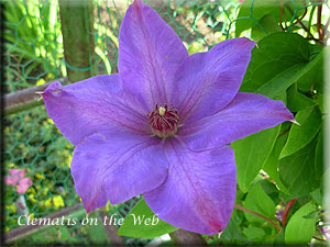 Clematis photograph