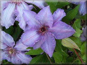 Clematis photograph