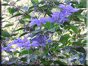 Clematis photograph