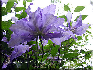 Clematis photograph