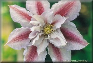 Clematis photograph