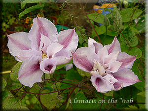 Clematis photograph