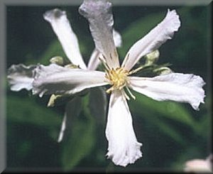 Clematis photograph