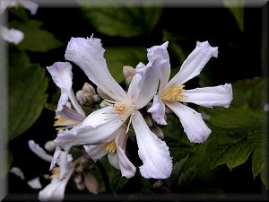 Clematis photograph