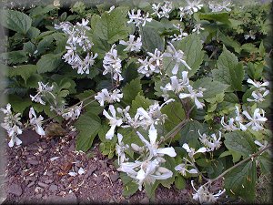 Clematis photograph