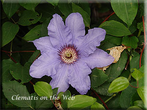 Clematis photograph