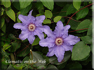 Clematis photograph