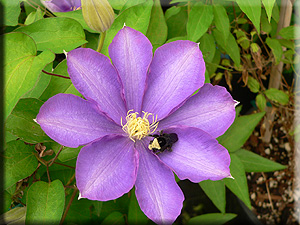 Clematis photograph