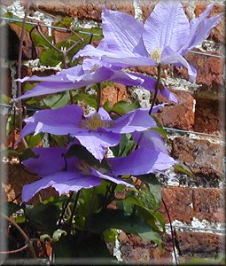 Clematis photograph