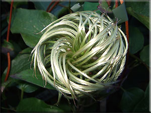 Clematis photograph