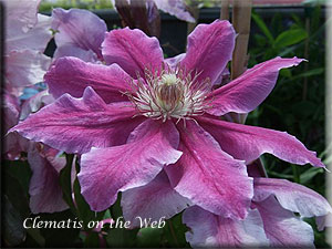 Clematis photograph