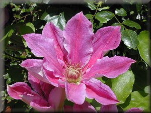 Clematis photograph