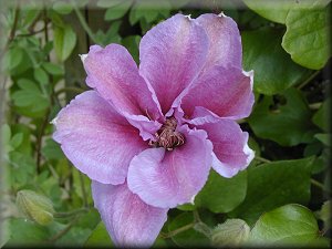 Clematis photograph